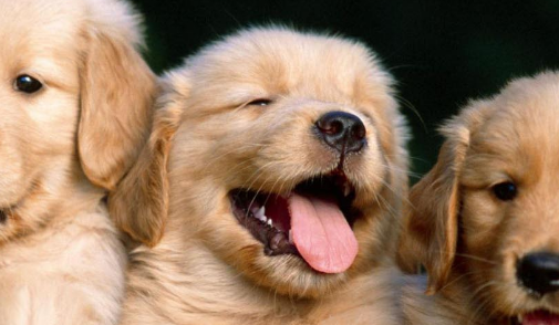 狗狗泪痕的形成和治疗方法